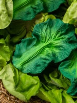 Jouet De Dentition Kendall La Feuille De Chou - OLI & CAROL Vert - Oli Et Carol -Petite Vie Soldes jouet de dentition kendall la feuille de chou oli carol 4